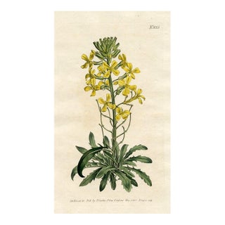 Armenian Wall-Flower Print, Curtis Botanical Print, 1805, Original Antique Engraving, Hand Colored, England For Sale