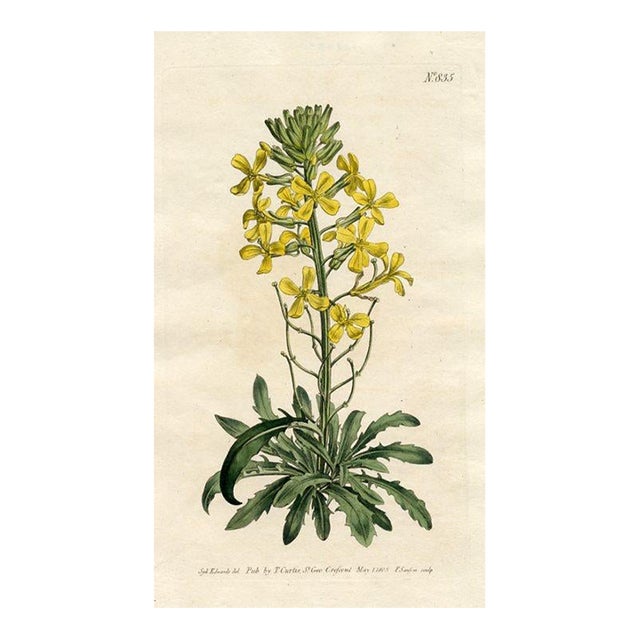 Armenian Wall-Flower Print, Curtis Botanical Print, 1805, Original Antique Engraving, Hand Colored, England For Sale