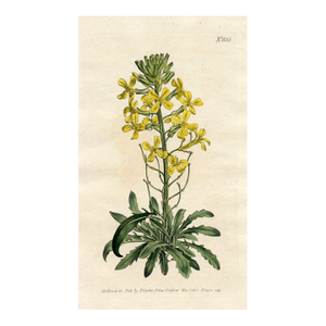 Armenian Wall-Flower Print, Curtis Botanical Print, 1805, Original Antique Engraving, Hand Colored, England