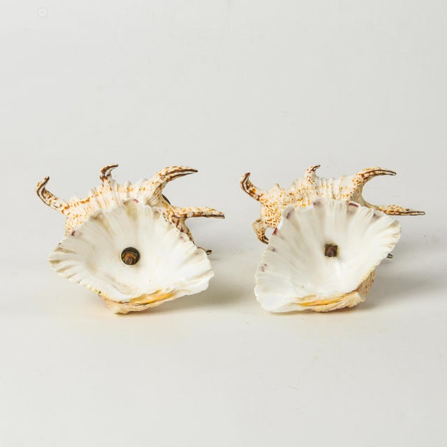 Vintage Natural Seashell and Brass Candlestick Holder Pair For Sale - Image 10 of 13