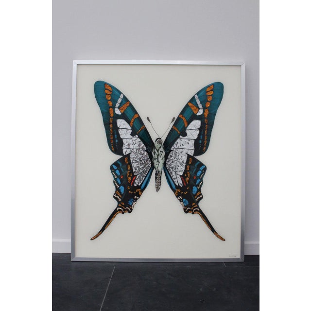 Mihele Astolfi, Blue Butterfly, 2000s, Mixed Media, Framed For Sale - Image 6 of 6