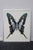 Mihele Astolfi, Blue Butterfly, 2000s, Mixed Media, Framed For Sale - Image 6 of 6