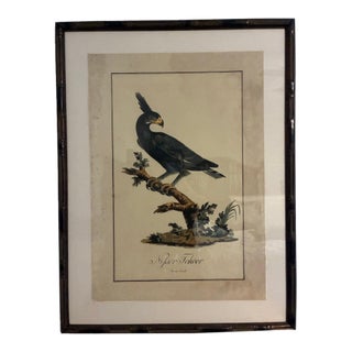 Natural Curiosities “Nisser Tokoor” Black Eagle After James Bruce Framed Print For Sale