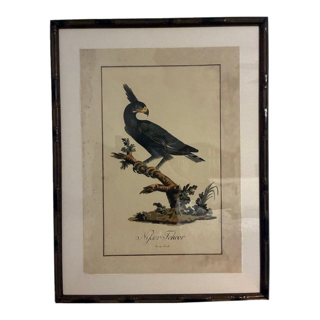 Natural Curiosities “Nisser Tokoor” Black Eagle After James Bruce Framed Print For Sale