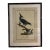 Natural Curiosities “Nisser Tokoor” Black Eagle After James Bruce Framed Print For Sale