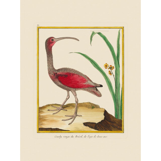 Illustration Shore Bird Grouping by Martinet Blue and Pink Giclee Reproductions For Sale - Image 3 of 11
