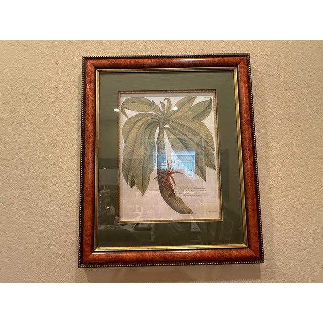 Green Ethan Allen Framed Anchovy Pear Tree Print For Sale - Image 8 of 10