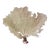 Natural Caribbean Sea Fan For Sale