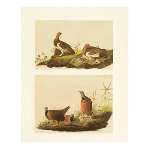 1966 Vintage Cottage Print "Blue-Headed Quail Doves" After John James Audubon