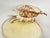 Bowl Caviar Dish Silver Dipped Shells Seashells For Sale - Image 10 of 14