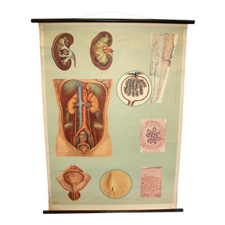 Vintage German Medical Illustration Poster For Sale