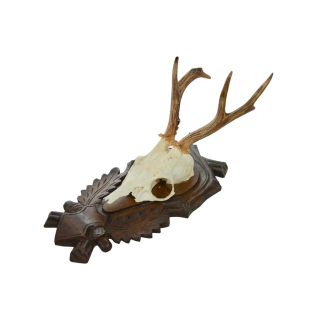Cabin Carved Mount 15" European Roe Buck Antlers For Sale - Image 3 of 6