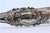 Silver Ice Tongs with Reliefs and Application on the Stem For Sale - Image 3 of 9