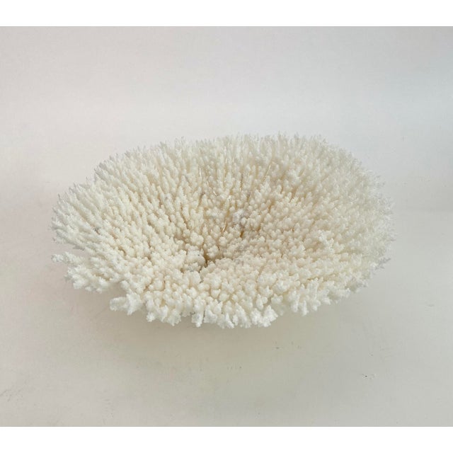 Late 20th Century Natural White Table Coral Specimen Coastal Decor For Sale - Image 5 of 9