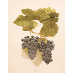 1900s U. P. Hedrick, Original Antique Photogravure of Jewell Grapes