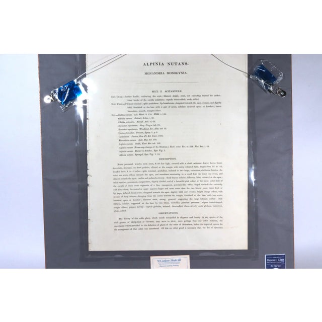 William Roscoe Large Botanical Print of Tropical Plant For Sale In Philadelphia - Image 6 of 10