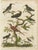Milton after Edwards, Diverse Avian Species, 1811, Print For Sale