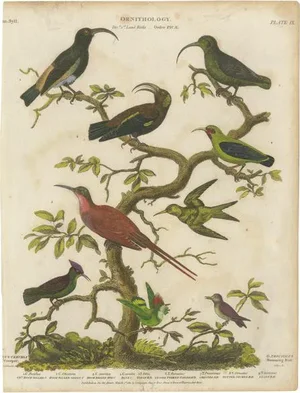Milton after Edwards, Diverse Avian Species, 1811, Print