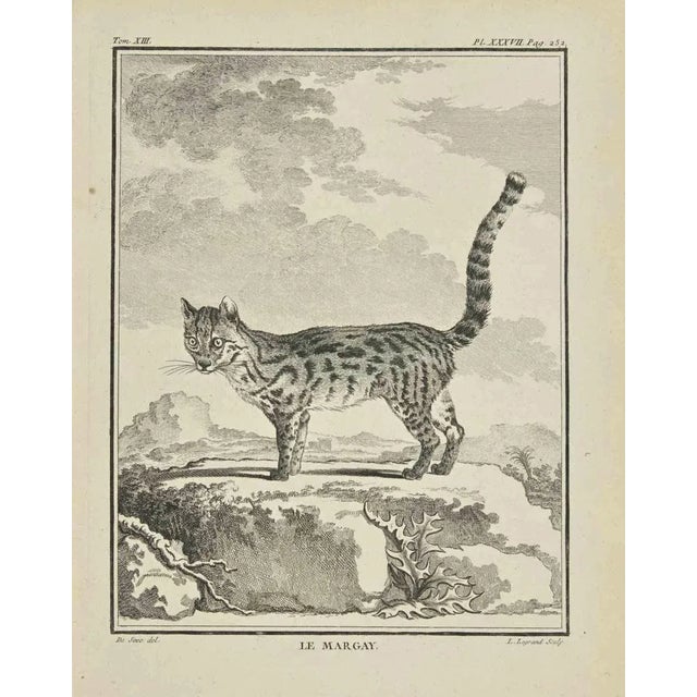 Le Margay is an etching made in 1771 by Louis Legrand (1723-1807). Titled and Signed on the plate. The artwork Belongs to...