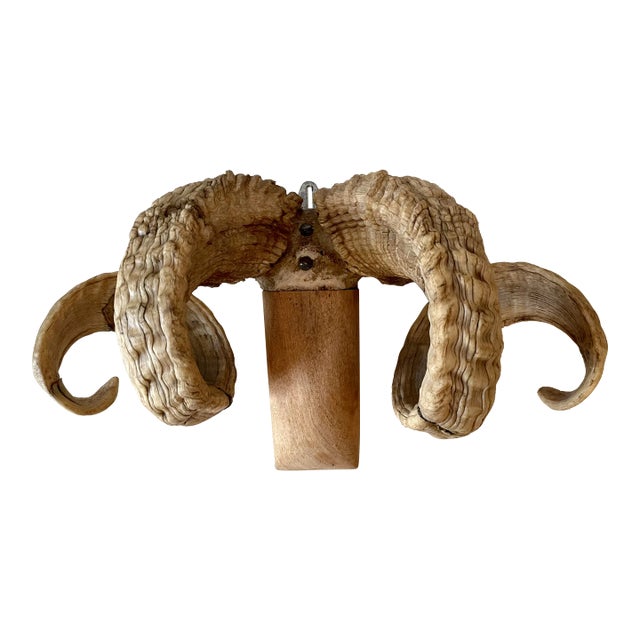 Mid 20th Century Folk Art Ram's Horn Wall Mount For Sale