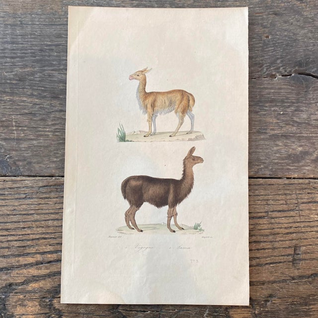 Super high quality in this lovely historical French 18th Century lama engraving! Signed Meunier del and Guyard Sc. Bought...