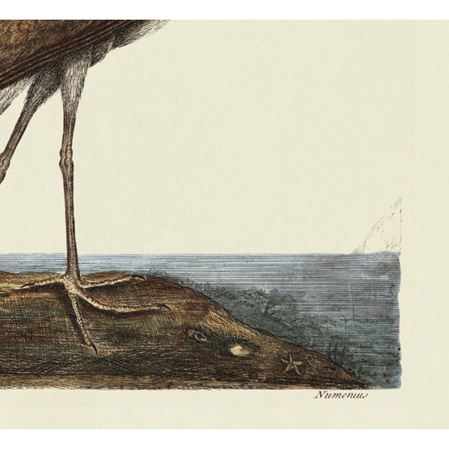 American Mark Catesby Reproduction of Brown Curlew, Plate 83 For Sale - Image 3 of 3