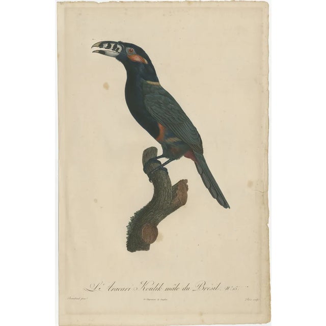 Toucan, 1806, Hand-Colored Print For Sale