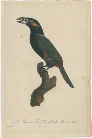 Toucan, 1806, Hand-Colored Print