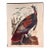 1964 Audubon Folio Lithograph Great Bird Paintings – “Wild Turkey” 17x14 For Sale