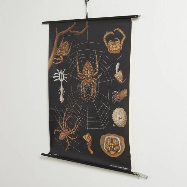 Educational Spider Wall Chart by Jung, Koch, & Quentell for Hagemann, 1960s, in Good conditions. Designed 1960 to 1969...