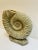 Plastic Large Ammonite Shaped Vase, 1980s For Sale - Image 7 of 10