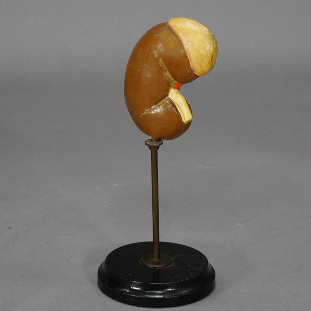 1900 - 1909 Antique Teaching Model Longitudinal Profile of the Kidney, Ca. 1900 For Sale - Image 5 of 6