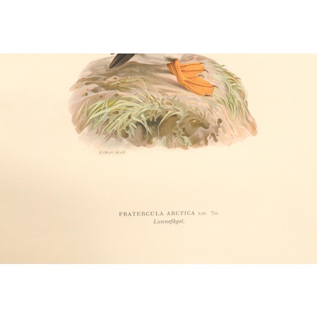 A framed hand-colored Puffin lithograph after Ferdinand von Wright (1822-1906), Sweden, circa 1920. This antique hand-...