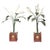 Green Pair of Italian 1930s Tôle Calla Lillies Sculptures in Red and Gold Containers For Sale - Image 8 of 12