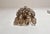 Luxury and genuine murano glass pair of applique. 100% hand made in murano. The appliques are made by 17 murano handmade...