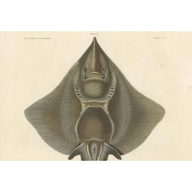 Mid 19th Century Arctic Skate or Gaimards Ray, Hand-Colored Lithograph, 1840s-1850s For Sale - Image 5 of 10