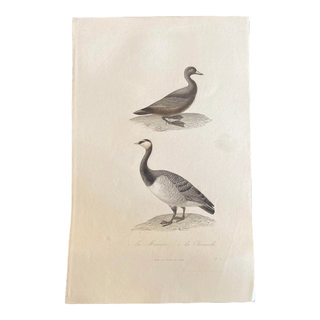 French Antique 18th Century “Publie Par Pourrat F. A Paris” Bird Engraving Hand Colored Artwork For Sale