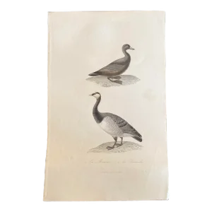 French Antique 18th Century “Publie Par Pourrat F. A Paris” Bird Engraving Hand Colored Artwork