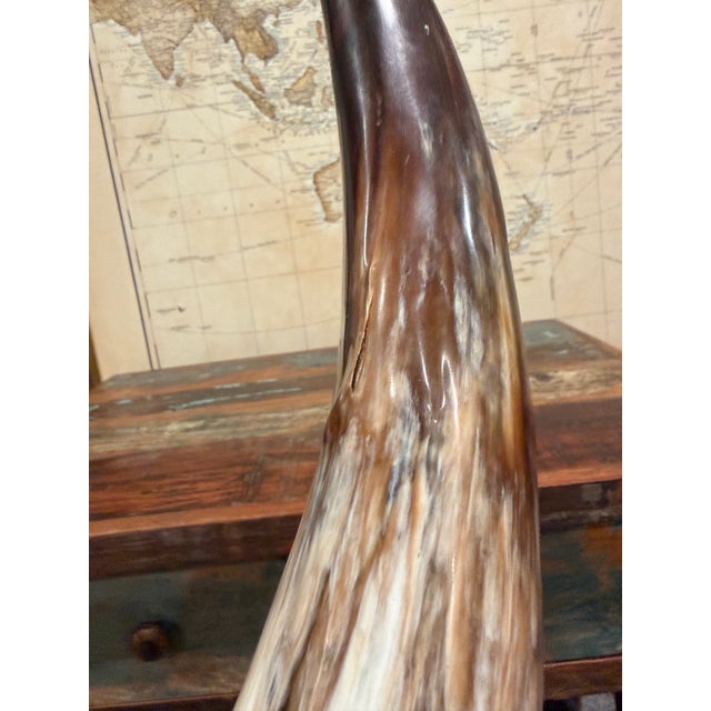 Bone Large Vintage Ankole Watusi Horn Pair – 28.5” Ugandan Cattle Horns – Sculptural Global Decor For Sale - Image 7 of 7