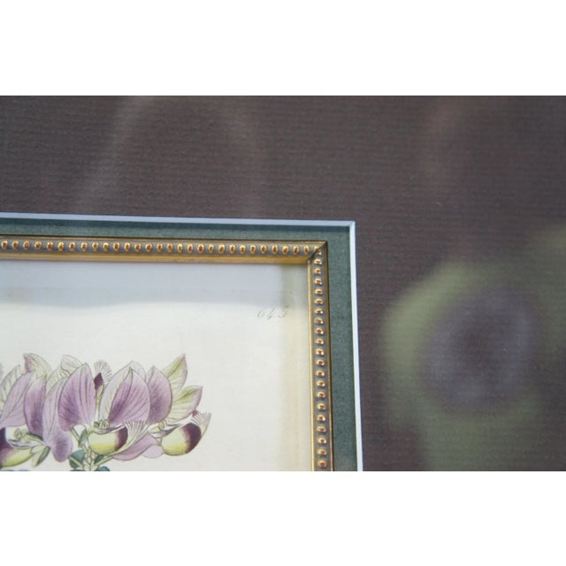 Pair of 19th Century Floral Colored Lithographs Botanical Register Framed 29" For Sale - Image 9 of 12