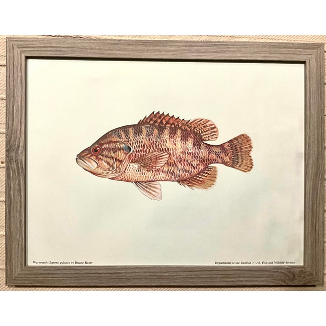 Illustration Mid 20th Century Set of 3 Vintage Dept.of the Interior/U.S. Fish and Wildlife Service, Color Plate Original Prints Framed. For Sale - Image 3 of 10