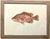 Illustration Mid 20th Century Set of 3 Vintage Dept.of the Interior/U.S. Fish and Wildlife Service, Color Plate Original Prints Framed. For Sale - Image 3 of 10