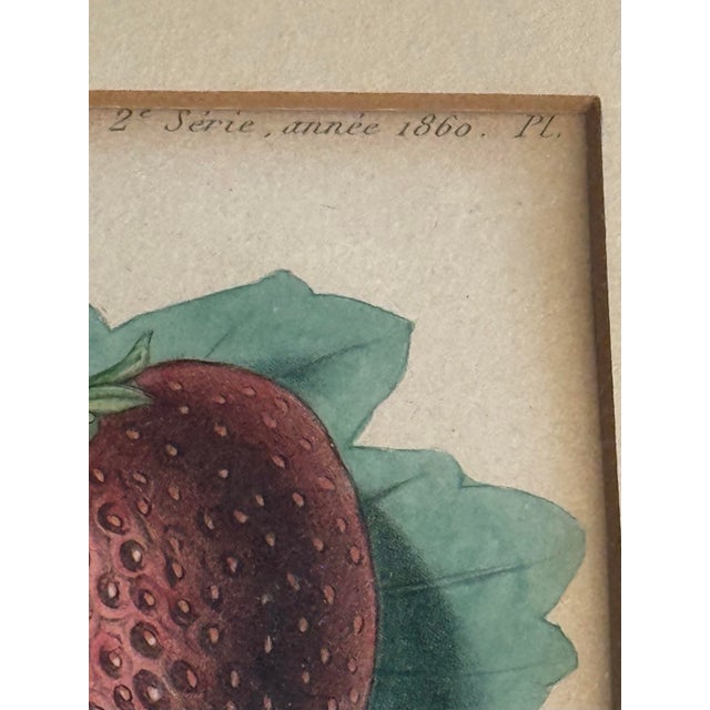 Red 1860 French Botanical Lithograph ‘Fraise Octave’ – Hand Colored Strawberry Plate For Sale - Image 8 of 9