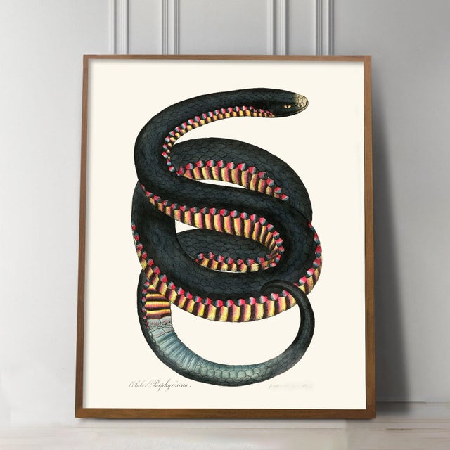 This antique snake illustration has rock star personality! Hot pink and yellow gills with a dark coat offer a print with...