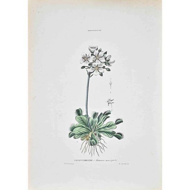 Vincenzo Tenore, The Sundews, Lithograph, 1870s For Sale