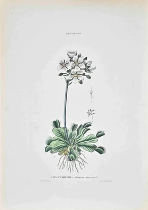 Vincenzo Tenore, The Sundews, Lithograph, 1870s