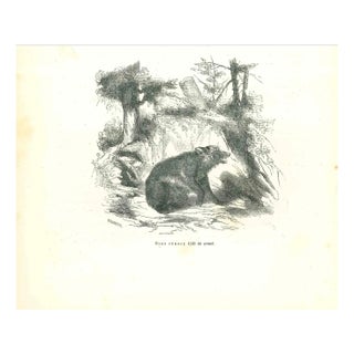 Paul Gervais, The Bear, 1854, Lithograph For Sale