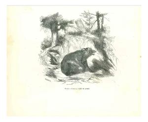 Paul Gervais, The Bear, 1854, Lithograph