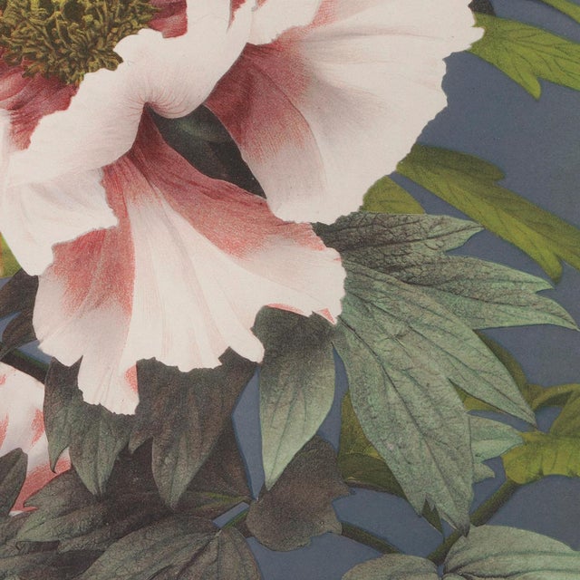 Not Yet Made - Made To Order Botanical Flower Study by Ogawa Kazumasa, Meiji-Era Photomechanical Print Reproduction, 18″ × 18″ For Sale - Image 5 of 6