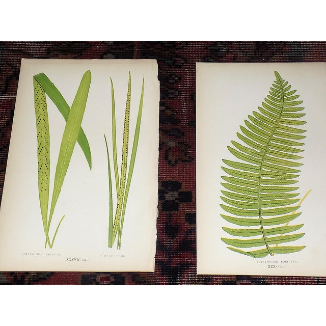 Antique 19th Century Botanical Fern Wood Engravings - Set of 12 For Sale - Image 4 of 9